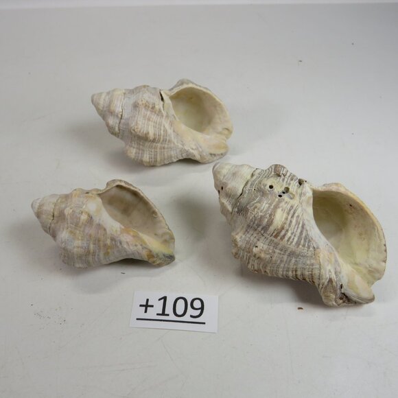 REAL Sea Shells with interesting verigation about 3" long personally gathered - Picture 1 of 4